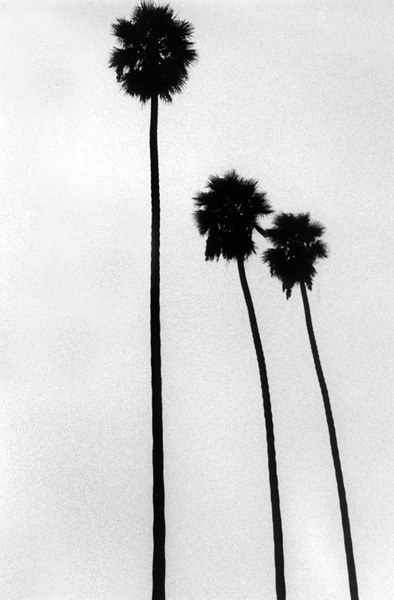 Peter Welch: Palm Trees